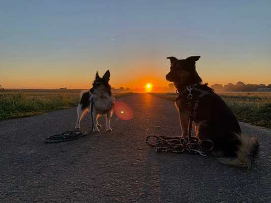 Dogorama Photo Challenge - an der Leine-Beitrag-Bild