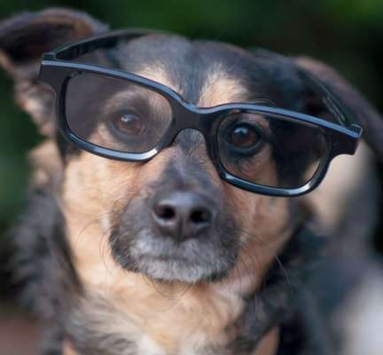 Wenn euer Hund ein Mensch wäre, wem wäre er ähnlich?-Beitrag-Bild