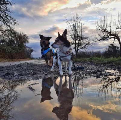 Dogorama Photo Challenge - an der Leine-Beitrag-Bild