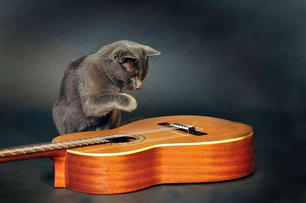 Hundebilder-Beitrag-Bild