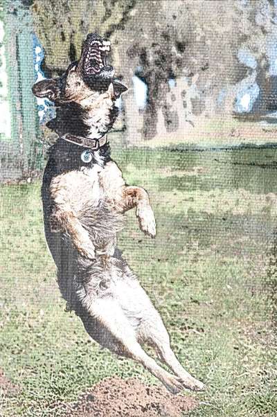 Der Hund als Cartoon-Beitrag-Bild