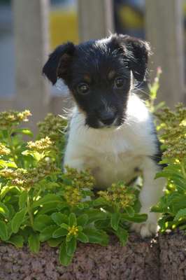 Foto's und Hundemodels-Beitrag-Bild