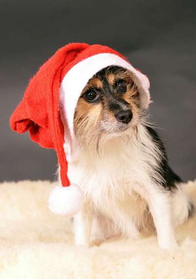 Challenge Nr. 8  Dein Hund im Weihnachtslook-Beitrag-Bild