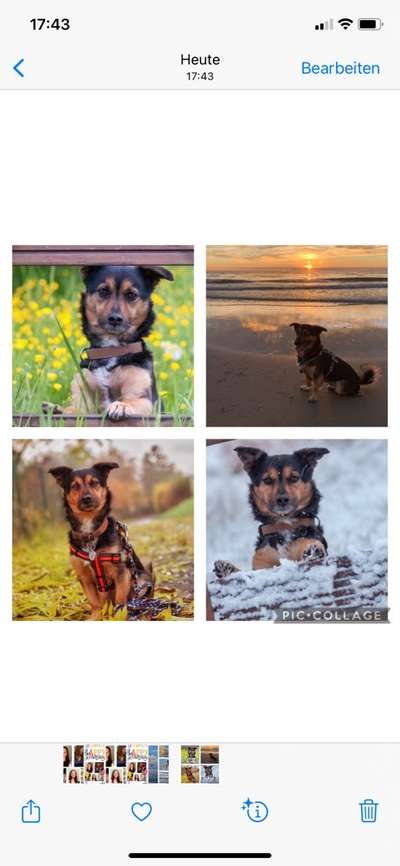 1. Fotochallenge Collagen - 4 Jahreszeiten-Beitrag-Bild