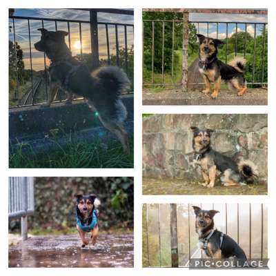 19. Collagen Challenge - Brücken-Beitrag-Bild