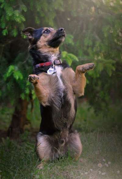 Dein Hund im Dogorama-Kalender 2021-Beitrag-Bild