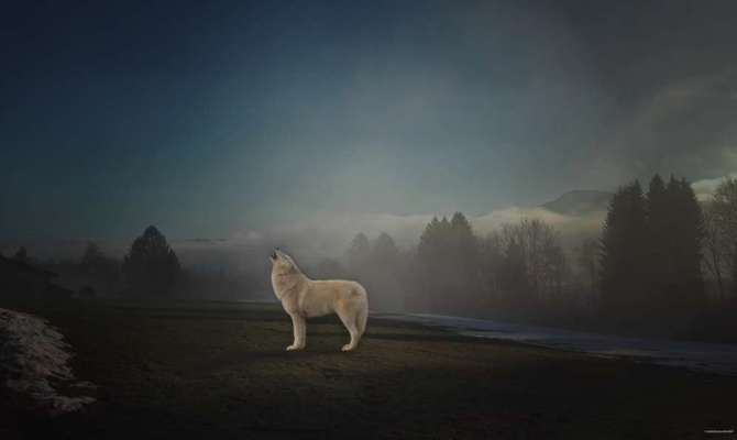 Photomontagen mit Hund-Beitrag-Bild