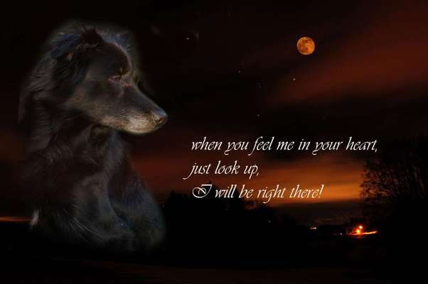 Regenbogenbrücke-Beitrag-Bild