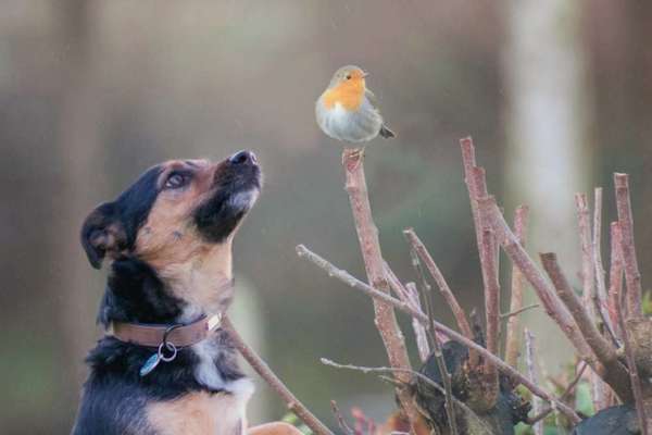 Photomontagen mit Hund-Beitrag-Bild