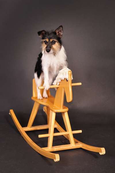 Hundebilder-Beitrag-Bild