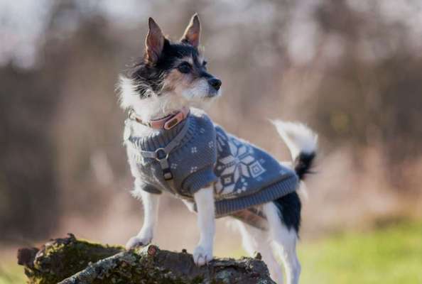 Wo sind die Jack und Parson Russell Terrier?-Beitrag-Bild