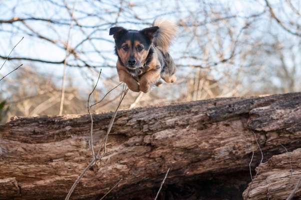 Hundebilder-Beitrag-Bild