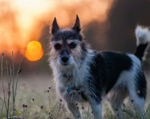 Fotochallenge Nr 55  -  Hund im November--Beitrag-Bild