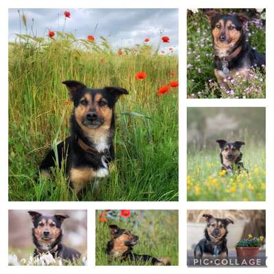 27. Collagen Challenge - Dein Hund mit Blume(n)-Beitrag-Bild