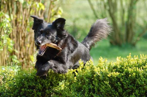 Dogorama Photo Challenge - Apportieren-Beitrag-Bild