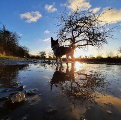 Dogorama Photo Challenge - Pfützen & Spiegelungen-Beitrag-Bild
