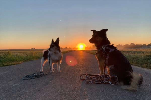 36. Handy Foto Challenge - Sonnenanbeter-Beitrag-Bild