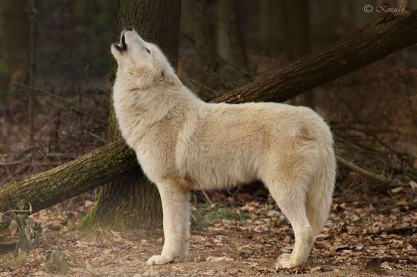 der Wolf-Beitrag-Bild