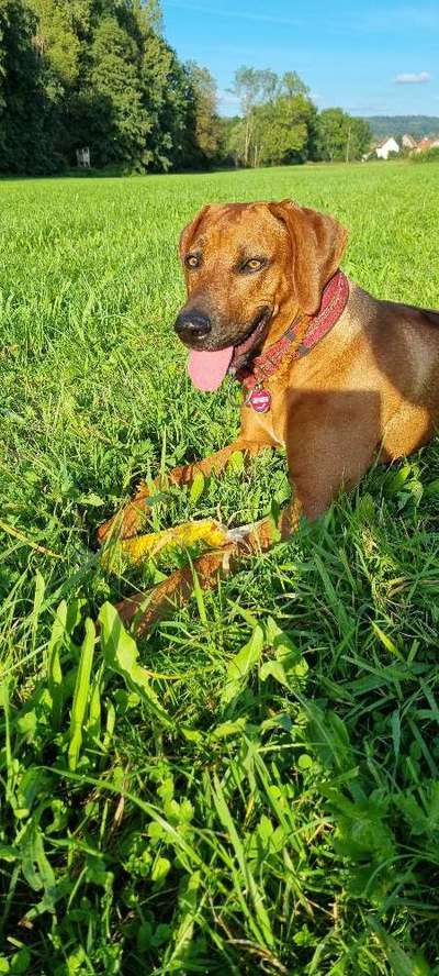Rhodesian Ridgeback-Beitrag-Bild