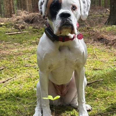 Hundetreffen-Toben und spielen-Bild