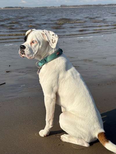 Boxer ???-Beitrag-Bild