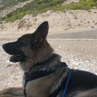 Hundetreffen-Sozialwalk-Bild