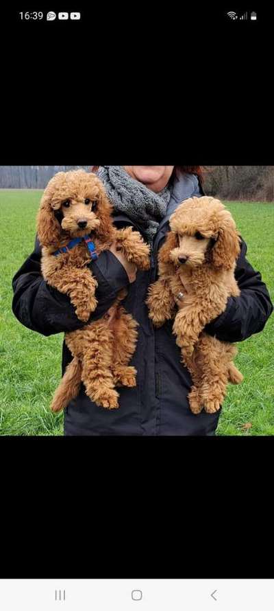 Alles rund um den Pudel-Beitrag-Bild