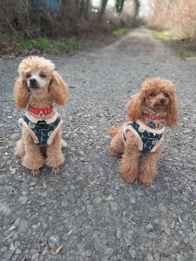 Alles rund um den Pudel-Beitrag-Bild