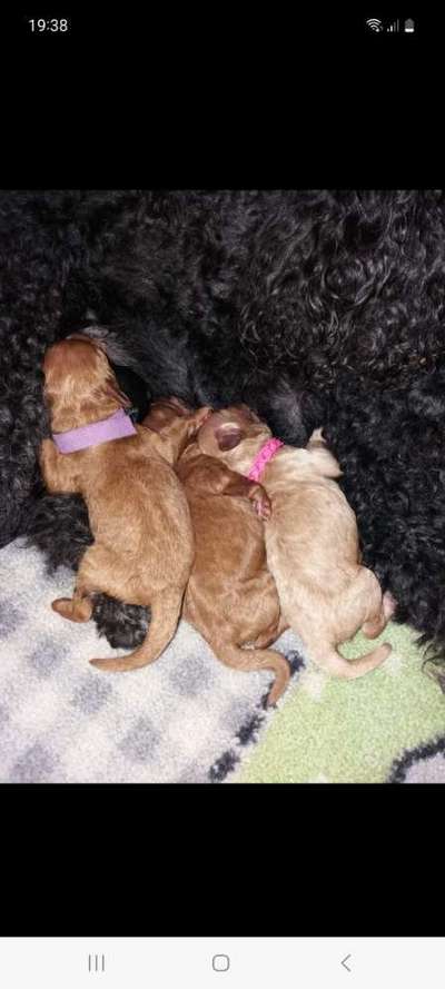 Alles rund um den Pudel-Beitrag-Bild