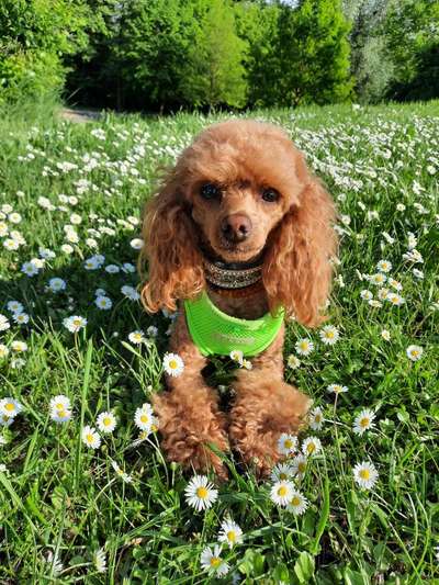 Alles rund um den Pudel-Beitrag-Bild