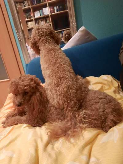 Alles rund um den Pudel-Beitrag-Bild