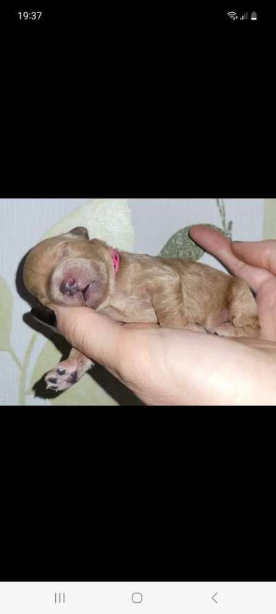 Alles rund um den Pudel-Beitrag-Bild