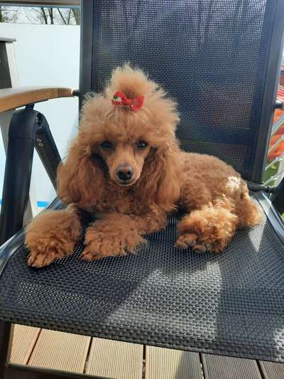 Alles rund um den Pudel-Beitrag-Bild