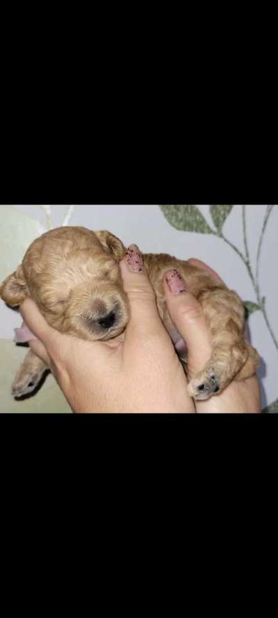 Alles rund um den Pudel-Beitrag-Bild