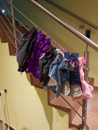 Alles rund um den Pudel-Beitrag-Bild