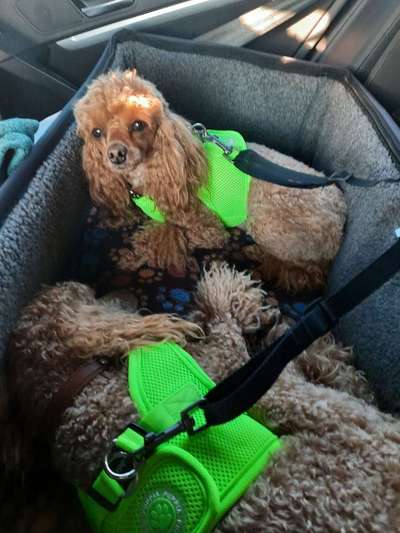 Alles rund um den Pudel-Beitrag-Bild