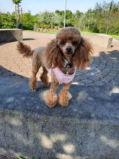 Alles rund um den Pudel-Beitrag-Bild