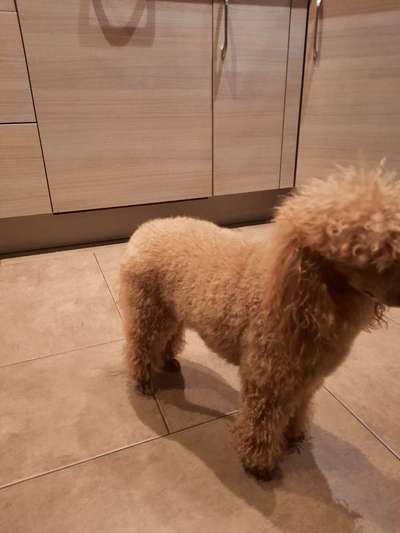 Alles rund um den Pudel-Beitrag-Bild