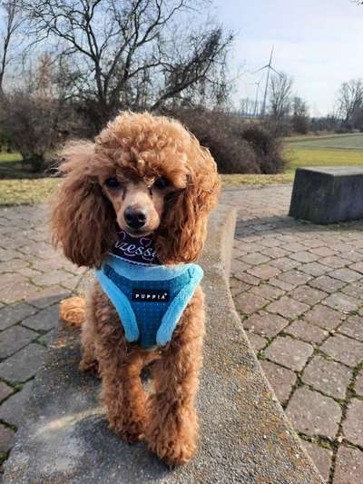 Charakter Pudel-Beitrag-Bild