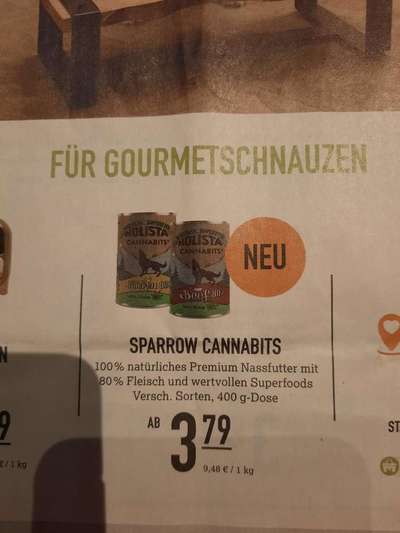 Alles rund um den Pudel-Beitrag-Bild