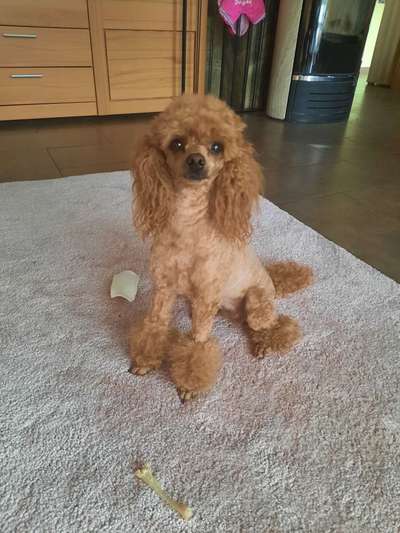 Alles rund um den Pudel-Beitrag-Bild