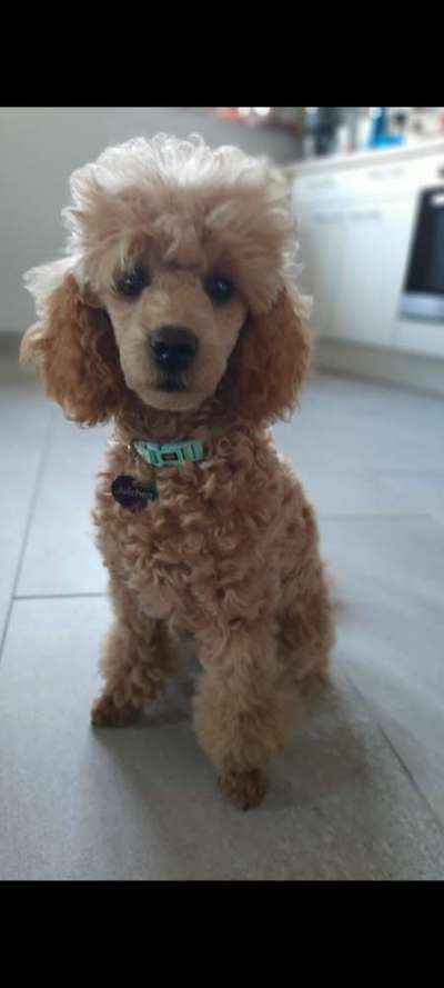 Alles rund um den Pudel-Beitrag-Bild