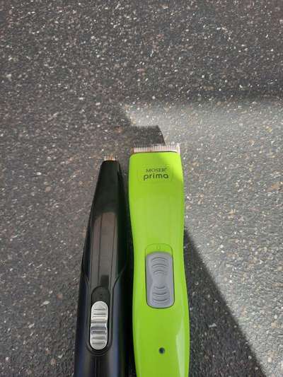 Alles rund um den Pudel-Beitrag-Bild