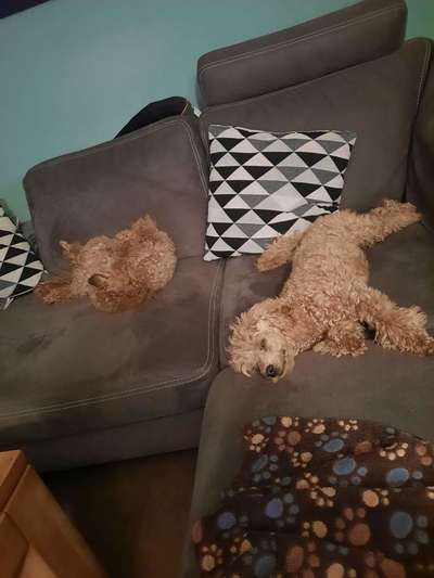 Alles rund um den Pudel-Beitrag-Bild