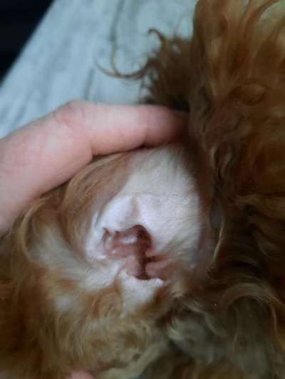 Alles rund um den Pudel-Beitrag-Bild