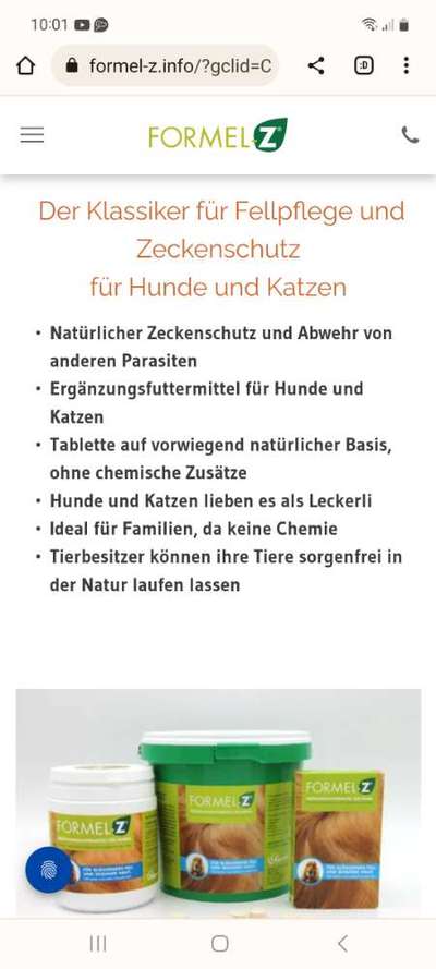 Alles rund um den Pudel-Beitrag-Bild