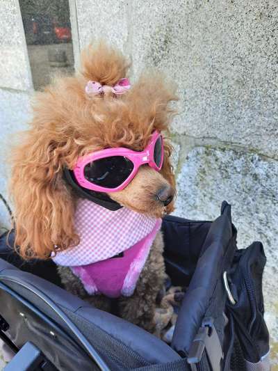 Alles rund um den Pudel-Beitrag-Bild