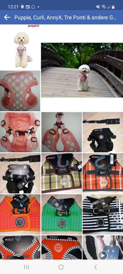 Alles rund um den Pudel-Beitrag-Bild