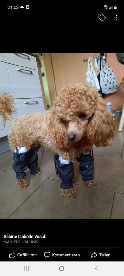 Alles rund um den Pudel-Beitrag-Bild