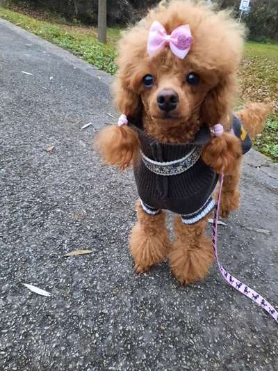 Alles rund um den Pudel-Beitrag-Bild